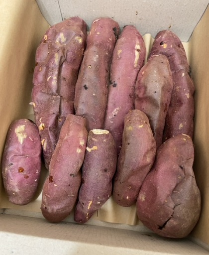 ふるさと納税 茨城県鹿嶋市 鹿島焼芋1.5kg 