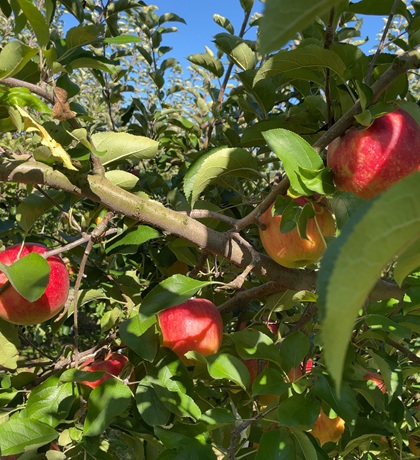 オリオンツアー 【群馬・栃木】キラッキラの秋!特選牛すき焼きと甘エビ食べ放題&あしかがフラワーパーク「光の花の庭」イルミネーション&秋の味覚ダブル「りんご狩り!野菜詰め放題!」 りんご狩り