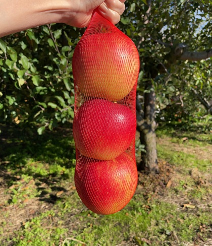 オリオンツアー 【群馬・栃木】キラッキラの秋!特選牛すき焼きと甘エビ食べ放題&あしかがフラワーパーク「光の花の庭」イルミネーション&秋の味覚ダブル「りんご狩り!野菜詰め放題!」 りんご狩り