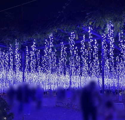 オリオンツアー 【群馬・栃木】キラッキラの秋!特選牛すき焼きと甘エビ食べ放題&あしかがフラワーパーク「光の花の庭」イルミネーション&秋の味覚ダブル「りんご狩り!野菜詰め放題!」 あしかがフラワーパーク