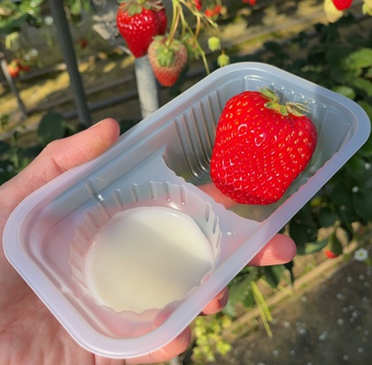 オリオンツアー 【静岡・神奈川】富士を望む箱根・三島の旅!絶景の空中散歩「三島スカイウォーク」×パワースポット「箱根神社」&いちご狩り食べ放題 いちご狩り